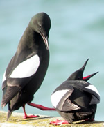 Black Guillemonts